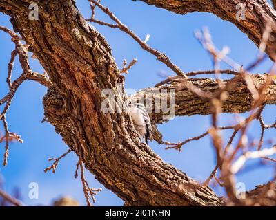 Nahaufnahme des weiblichen Hairy-Spechtes, der auf einem Baum in Oklahoma grabt Stockfoto