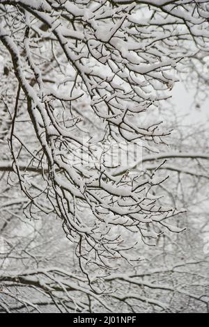 Dicker Schnee, der sich nach dem Wintersturm an den Ästen ansammelt Stockfoto