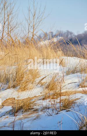 Gräser und Sanddünen in Michigan im Winter schneebedeckt Stockfoto
