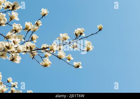 Blick auf die weiß blühende Michelia alba im Frühling. Stockfoto