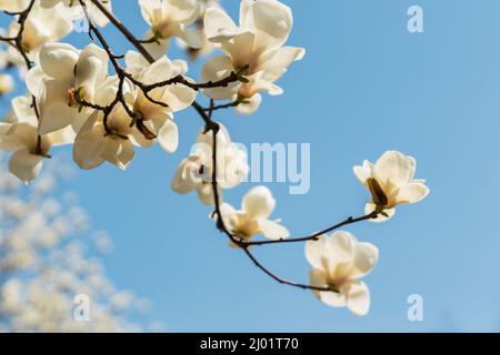 Blick auf die weiß blühende Michelia alba im Frühling. Stockfoto