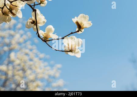 Blick auf die weiß blühende Michelia alba im Frühling. Stockfoto