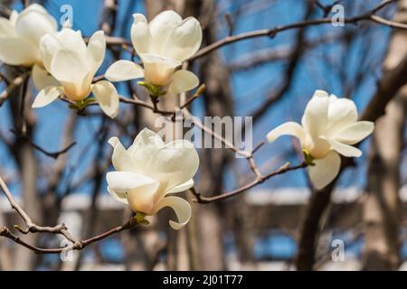 Blick auf die weiß blühende Michelia alba im Frühling. Stockfoto