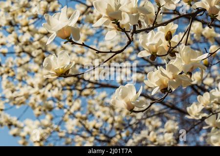 Blick auf die weiß blühende Michelia alba im Frühling. Stockfoto