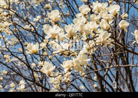 Blick auf die weiß blühende Michelia alba im Frühling. Stockfoto