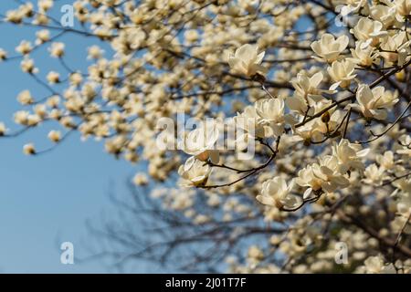 Blick auf die weiß blühende Michelia alba im Frühling. Stockfoto