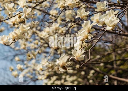 Blick auf die weiß blühende Michelia alba im Frühling. Stockfoto