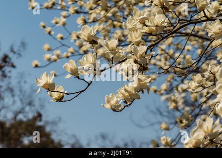 Blick auf die weiß blühende Michelia alba im Frühling. Stockfoto