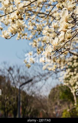 Blick auf die weiß blühende Michelia alba im Frühling. Stockfoto