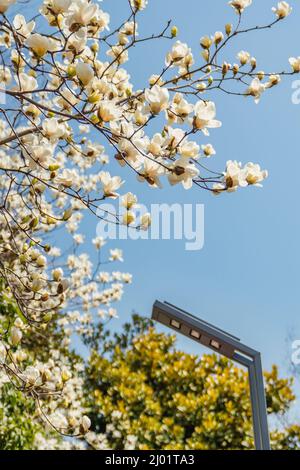 Blick auf die weiß blühende Michelia alba im Frühling. Stockfoto