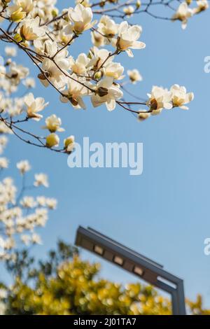 Blick auf die weiß blühende Michelia alba im Frühling. Stockfoto