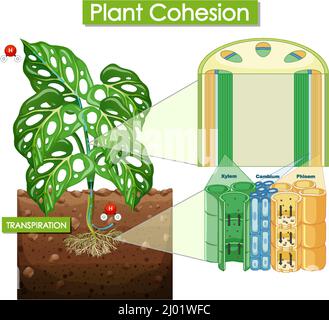 Abbildung des Pflanzenzusammenhalts Stock Vektor