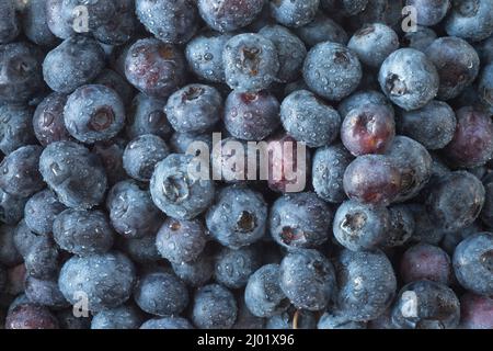 Regentropfen auf Heidelbeeren (Vaccinium sp.) Stockfoto