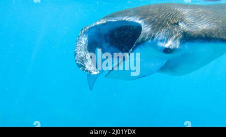 Riesiger Manta-Strahl, der Plankton im Wasser des indischen Ozeans in der Nähe der Küste von Nusa Penida, Bali, Indonesien frisst Stockfoto