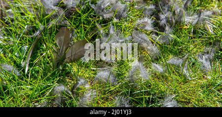 Federn von Eurasischen Amsel, die im Garten auf Gras verstreut sind. Vogel vom Raubtier gefangen. Stockfoto