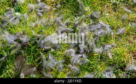 Federn von Eurasischen Amsel, die im Garten auf Gras verstreut sind. Vogel vom Raubtier gefangen. Stockfoto