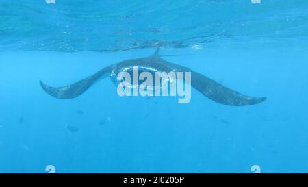 Frontfoto des schönen Manta Rochen im Sonnenlicht schwimmen Zum Taucher Stockfoto