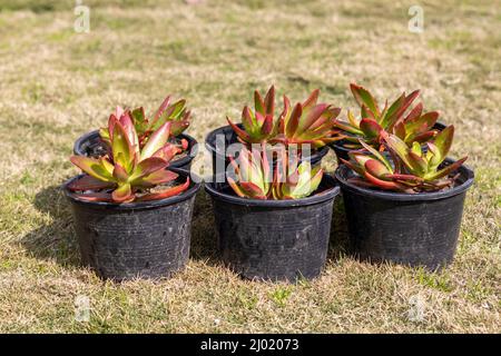 Crassula Lagerfeuer kleine Pflanzen, die in Kunststofftöpfen wachsen Stockfoto