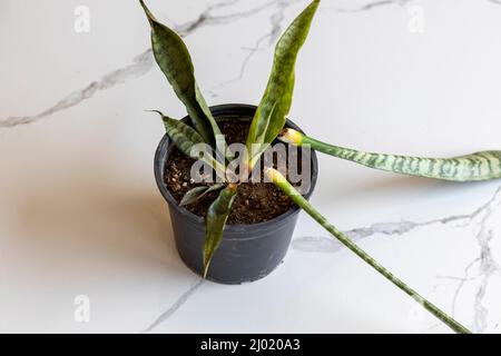 Sanseveria Schlange verfaulte Pflanze in einem Topf Stockfoto