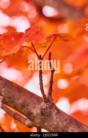In der Herbstsaison mit roten und orangen Blättern ganz nah am Baum Stockfoto