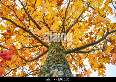 Bunt gelber Baum im Herbst von unten Stockfoto