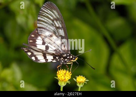 Glasflügel Schmetterling, Acraea andromacha, essen gelbe Blume. Auch bekannt als kleiner fettiger Schmetterling und kleiner fettiger Schmetterling. Coffs Harbor, NSW, Stockfoto