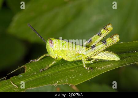 Riesige Grasshopper, Valanga irregularis. Auch bekannt als Giant Valanga oder Hedge Grasshopper. Leuchtend grüne Instarnymphe. Coffs Harbour, NSW, Australien Stockfoto