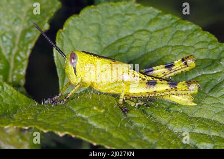 Riesige Grasshopper, Valanga irregularis. Auch bekannt als Giant Valanga oder Hedge Grasshopper. Leuchtend grüne Instarnymphe. Coffs Harbour, NSW, Australien Stockfoto
