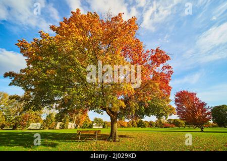 Bank unter schönem Herbstbaum auf Goldkurs Stockfoto