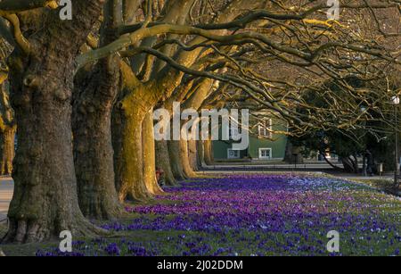 Krokus blüht im Frühling im Stadtpark Stockfoto