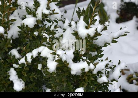 Große und kleine Büsche aus grünem Buchsbaum mit kleinen Blättern sind im Winter mit weißem Schnee bedeckt. Stockfoto