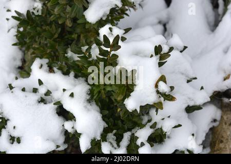 Große und kleine Büsche aus grünem Buchsbaum mit kleinen Blättern sind im Winter mit weißem Schnee bedeckt. Stockfoto