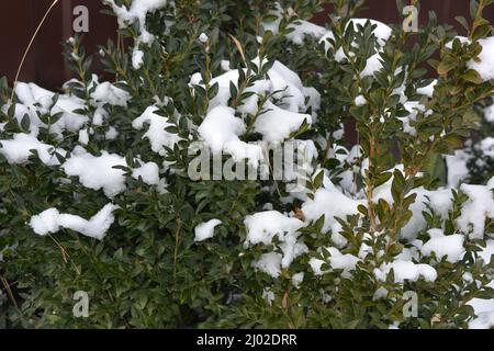 Große und kleine Büsche aus grünem Buchsbaum mit kleinen Blättern sind im Winter mit weißem Schnee bedeckt. Stockfoto