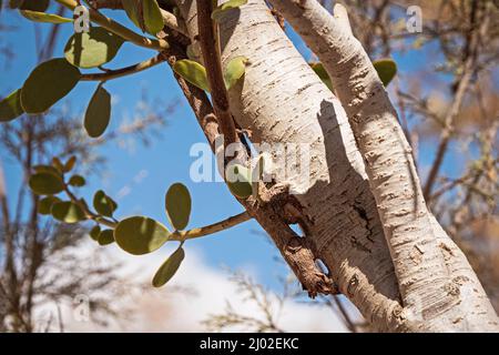 Nahaufnahme der Wurzeln eines parasitären Plicosepalus acaciae Akazienriemenstrauch, der an einem Tamariskenbaum im Wadi Nekarot im Negev in Israel befestigt ist Stockfoto