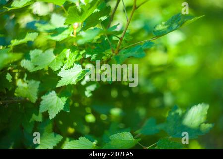 Junge Früchte nach dem Blühen eines Apfels hängen an einem Baum im Garten. Stockfoto