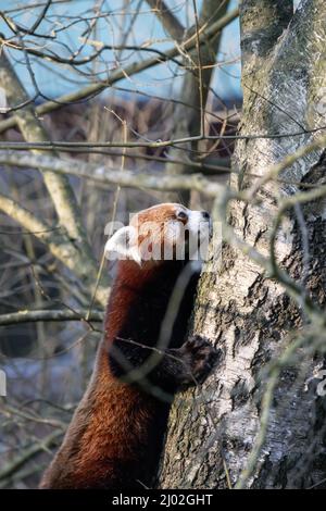 Vertikale Nahaufnahme des roten Pandas, der versucht, einen Baum im Wald zu besteigen Stockfoto