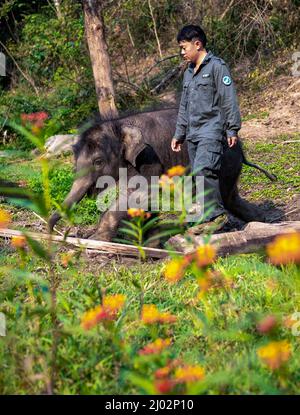 XISHUANGBANNA, 16. März 2022 (Xinhua) -- Xu Yunfeng, ein Wildtierschützer, führt den asiatischen Elefanten „LONGLONG“ zurück, nachdem er in der Autonomen Präfektur Xishuangbanna Dai, südwestlich der Provinz Yunnan in China, am 15. März 2022 ein Wildtierversuchsverfahren durchgeführt hatte. Ein Elefantenbaby in Xishuangbanna wurde von seiner Herde nur etwa zwei Monate nach seiner Geburt aufgrund schwerer Beinverletzungen im Juli 2021 aufgegeben. Der Elefant wurde gerettet und zur Behandlung in das Asian Elephant Breeding and Rescue Center in Xishuangbanna geschickt und erhielt den Namen „LONGLONG“. Unter der Obhut von Wildtierschutzarbeiten Stockfoto