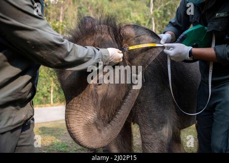 XISHUANGBANNA, 16. März 2022 (Xinhua) -- Wildtierschützer messen das Ohr des asiatischen Elefanten „LONGLONG“ im Asian Elephant Breeding and Rescue Center in der Autonomen Präfektur Xishuangbanna Dai, südwestlich der Provinz Yunnan, 15. März 2022. Ein Elefantenbaby in Xishuangbanna wurde von seiner Herde nur etwa zwei Monate nach seiner Geburt aufgrund schwerer Beinverletzungen im Juli 2021 aufgegeben. Der Elefant wurde gerettet und zur Behandlung in das Asian Elephant Breeding and Rescue Center in Xishuangbanna geschickt und erhielt den Namen „LONGLONG“. Unter der Obhut von Wildtieren Stockfoto