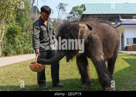 XISHUANGBANNA, 16. März 2022 (Xinhua) -- Xu Yunfeng, ein Wildtierschützer, füttert im Asian Elephant Breeding and Rescue Center in der Autonomen Präfektur Xishuangbanna Dai, südwestlich der Provinz Yunnan, den asiatischen Elefanten „LONGLONG“, 15. März 2022. Ein Elefantenbaby in Xishuangbanna wurde von seiner Herde nur etwa zwei Monate nach seiner Geburt aufgrund schwerer Beinverletzungen im Juli 2021 aufgegeben. Der Elefant wurde gerettet und zur Behandlung in das Asian Elephant Breeding and Rescue Center in Xishuangbanna geschickt und erhielt den Namen „LONGLONG“. Unter der Obhut von Wildtieren conser Stockfoto