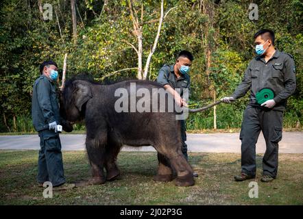 XISHUANGBANNA, 16. März 2022 (Xinhua) -- Wildtierschützer messen den Schwanz des asiatischen Elefanten „LONGLONG“ im Asian Elephant Breeding and Rescue Center in der Autonomen Präfektur Xishuangbanna Dai, südwestlich der Provinz Yunnan, 15. März 2022. Ein Elefantenbaby in Xishuangbanna wurde von seiner Herde nur etwa zwei Monate nach seiner Geburt aufgrund schwerer Beinverletzungen im Juli 2021 aufgegeben. Der Elefant wurde gerettet und zur Behandlung in das Asian Elephant Breeding and Rescue Center in Xishuangbanna geschickt und erhielt den Namen „LONGLONG“. Unter der Obhut von Wildtieren conse Stockfoto