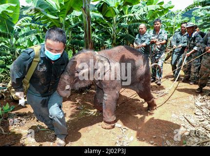 XISHUANGBANNA, 16. März 2022 (Xinhua) -- Wildtierschützer retten im Juli 2021 den asiatischen Elefanten „LONGLONG“ in der Autonomen Präfektur Xishuangbanna Dai, südwestlich der Provinz Yunnan in China. Ein Elefantenbaby in Xishuangbanna wurde von seiner Herde nur etwa zwei Monate nach seiner Geburt aufgrund schwerer Beinverletzungen im Juli 2021 aufgegeben. Der Elefant wurde gerettet und zur Behandlung in das Asian Elephant Breeding and Rescue Center in Xishuangbanna geschickt und erhielt den Namen „LONGLONG“. Unter der Obhut von Wildtierschutzhelfern hat sich LONGLONG wieder gesund gemacht. Die asiatische E Stockfoto