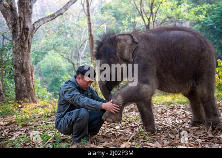 XISHUANGBANNA, 16. März 2022 (Xinhua) -- Xu Yunfeng, ein Wildtierschützer, überprüft das Bein des asiatischen Elefanten „LONGLONG“ in der Autonomen Präfektur Xishuangbanna Dai, südwestlich der Provinz Yunnan, 15. März 2022. Ein Elefantenbaby in Xishuangbanna wurde von seiner Herde nur etwa zwei Monate nach seiner Geburt aufgrund schwerer Beinverletzungen im Juli 2021 aufgegeben. Der Elefant wurde gerettet und zur Behandlung in das Asian Elephant Breeding and Rescue Center in Xishuangbanna geschickt und erhielt den Namen „LONGLONG“. Unter der Obhut von Wildtierschutzhelfern ist „LONGLONG“ zurückgeruht Stockfoto