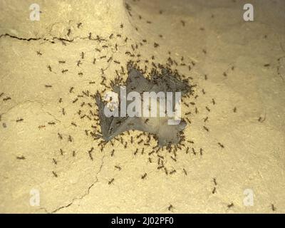 Ameisen essen ein Baby Fledermaus. Stockfoto