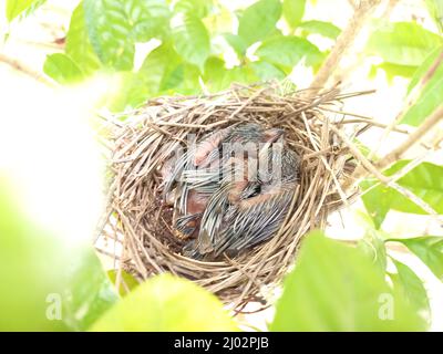 Vogelküken im Nest. Stockfoto