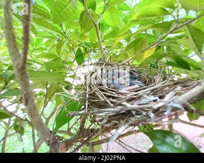 Vogelküken im Nest. Stockfoto