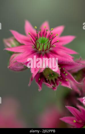 Selektive Fokusaufnahme von rosa Blüten von Sempervivum tectorum Stockfoto