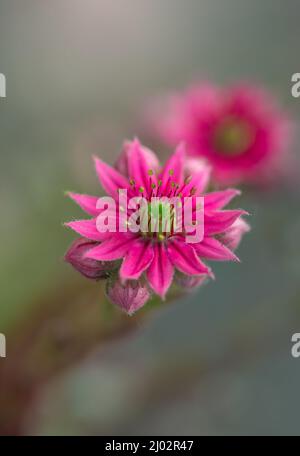 Selektive Fokusaufnahme von rosa Blüten von Sempervivum tectorum Stockfoto