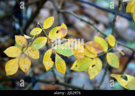 Wunderschöne Herbstlandschaft. Trockene, gelb-grüne Blätter an den Zweigen von Rosensträuchern, die im Hausgarten wachsen. Stockfoto