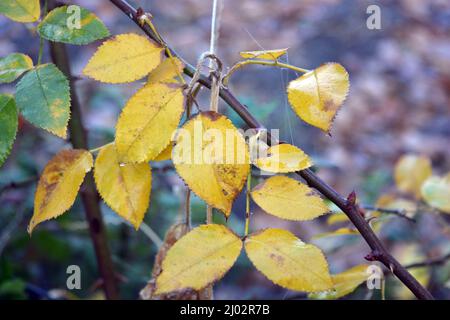 Wunderschöne Herbstlandschaft. Trockene, gelb-grüne Blätter an den Zweigen von Rosensträuchern, die im Hausgarten wachsen. Stockfoto