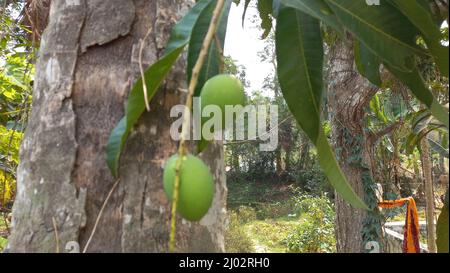 Mango auf dem Baum Stockfoto